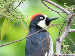 Melanerpes formicivorus