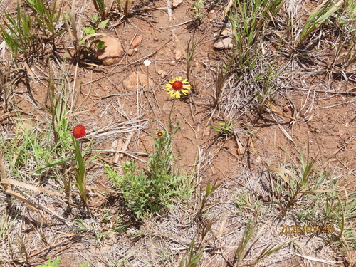 red dome blanketflower