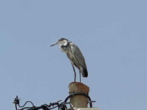 iNaturalist image