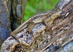 Sceloporus albiventris