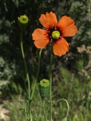 Papaver heterophyllum
