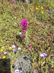 Castilleja exserta exserta