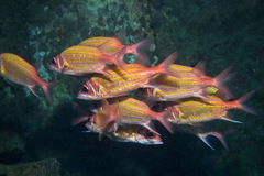 Gold-Lined Squirrelfish photo 2