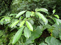 Turpinia ternata