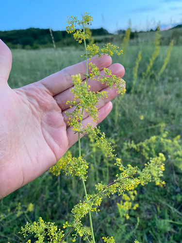 Lady's Bedstraw