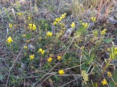 Draba sibirica