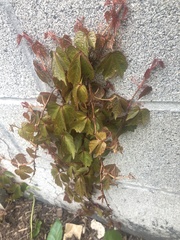 Parthenocissus tricuspidata