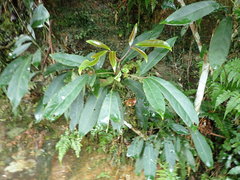 Turpinia ternata