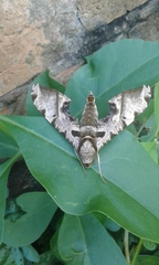 Protambulyx eurycles