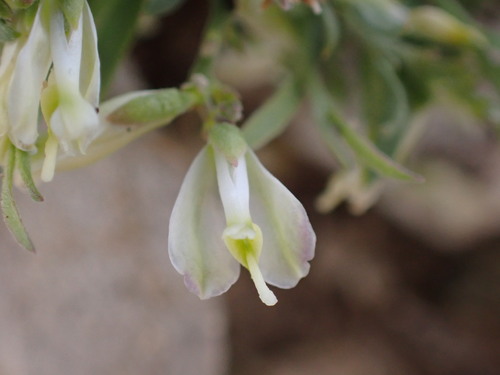 Glandleaf Milkwort