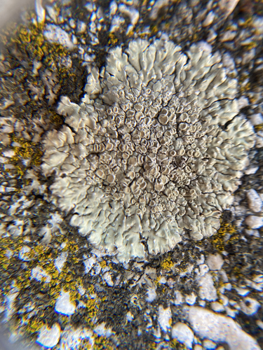 Stonewall Rim Lichen