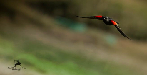 Red-winged Blackbird