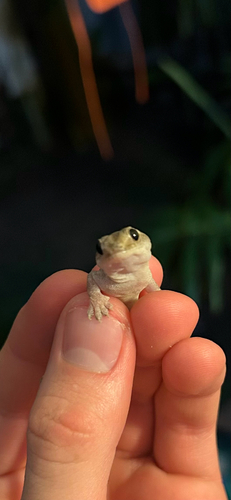 Gehyra mutilata observed 2025-03-21