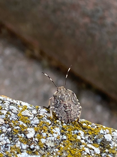 Mottled Stink Bug