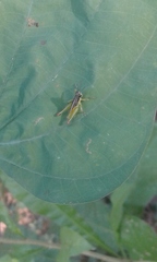 Liebermannacris dorsualis