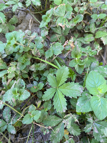 Creeping cinquefoil
