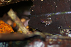 Chiasmocleis carvalhoi