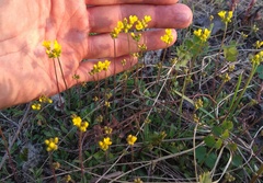Draba sibirica