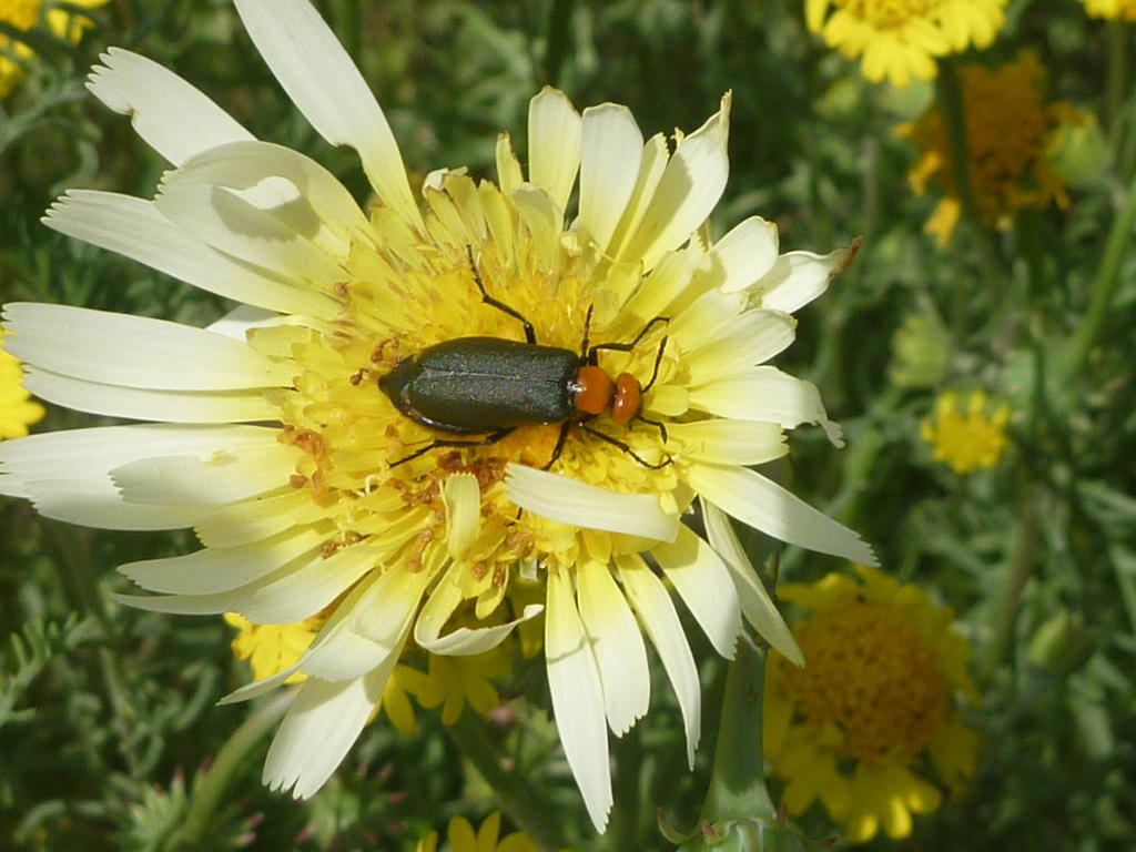 Lytta aeneipennis