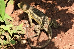 Sceloporus albiventris