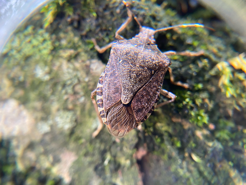 Brown Marmorated Stink Bug