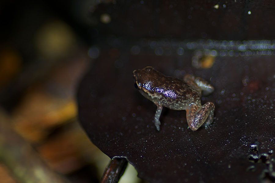 Ecuador Silent Frog
