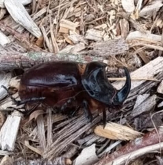 (c) Karim Haddad, some rights reserved (CC BY) Iberian rhinoceros beetle