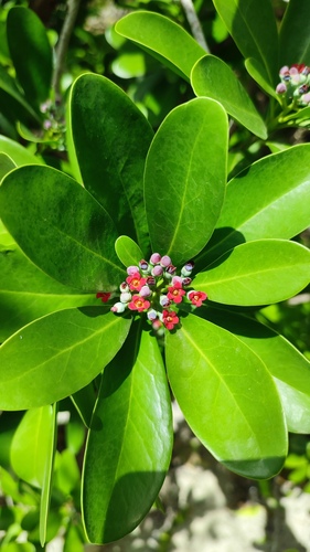 Canella winterana observed 2026-07-14