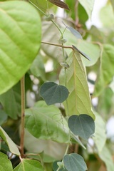 Passiflora membranacea