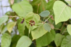 Passiflora membranacea