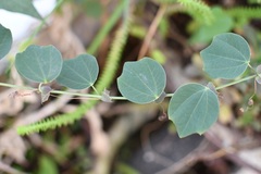 Passiflora membranacea