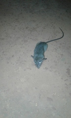 Rattus rattus