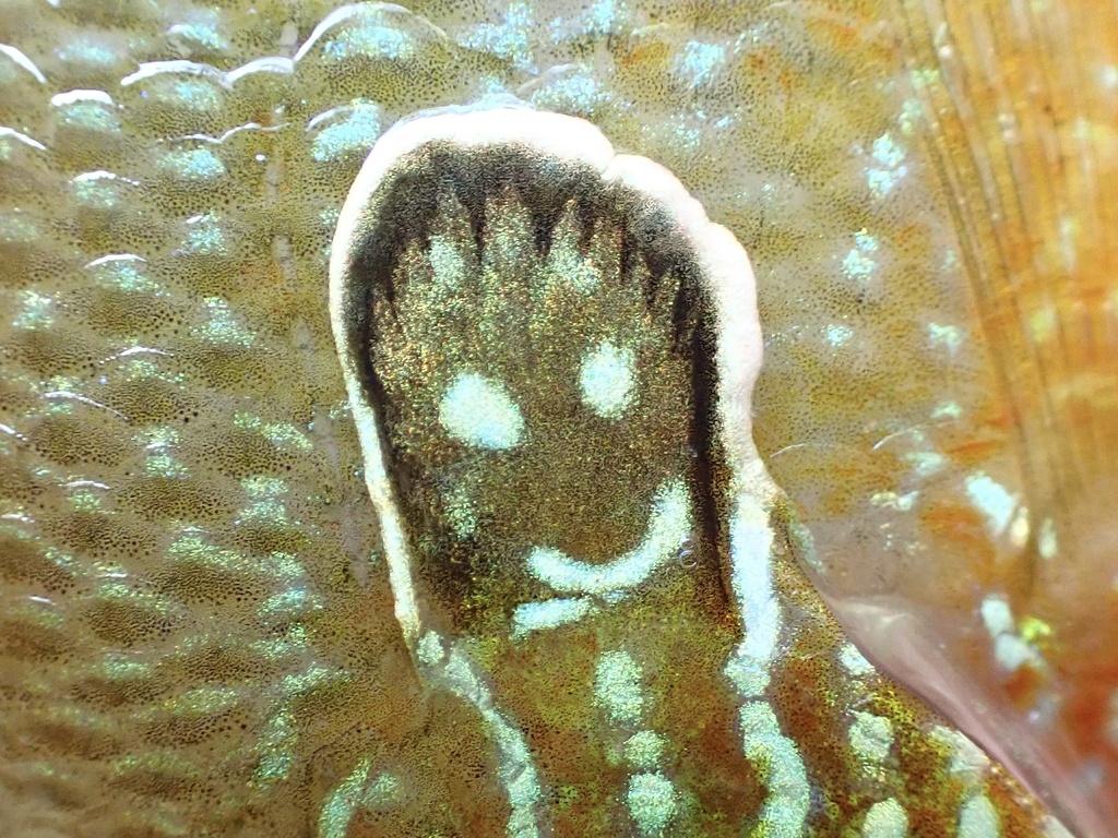 Dollar Sunfish