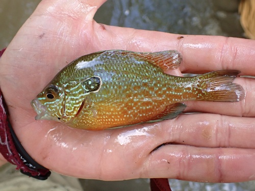 Dollar-zonnebaars (Lepomis marginatus) — Centrarchidae — 3