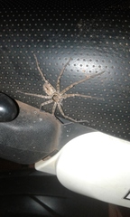 Heteropoda venatoria