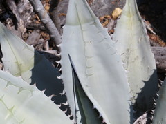 Agave titanota