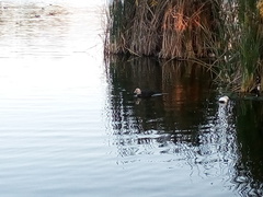 Cairina moschata domestica
