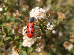 Trichodes octopunctatus