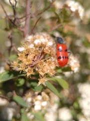 Trichodes octopunctatus