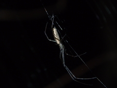 Tetragnatha mandibulata