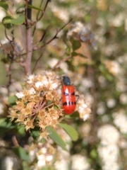 Trichodes octopunctatus