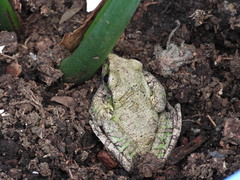 Charadrahyla taeniopus