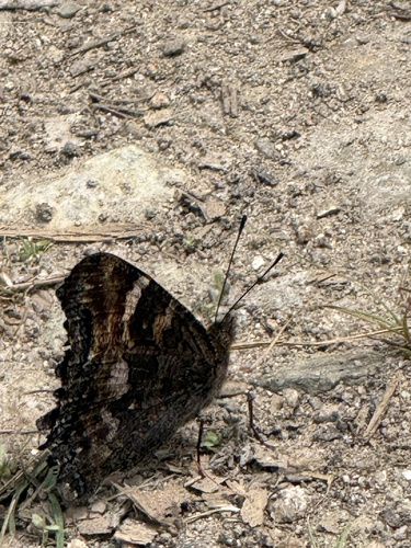 iNaturalist observation photo of California Tortoiseshell