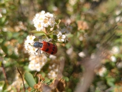 Trichodes octopunctatus