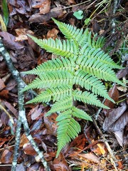 Dryopteris sacrosancta