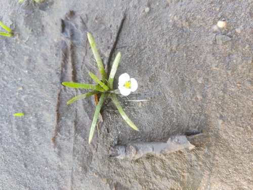 Sagittaria subulata observed 2026-07-20