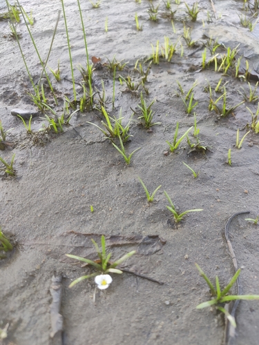 Sagittaria subulata, photograph 1