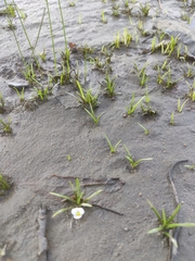 author not stated, no rights reserved Sagittaria subulata, photograph author not stated, no rights reserved