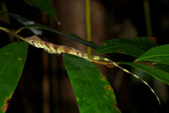 Anolis transversalis