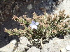 Roella ciliata